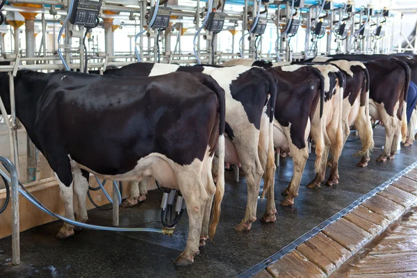 depositphotos_18701987-stock-photo-cow-milking-facility