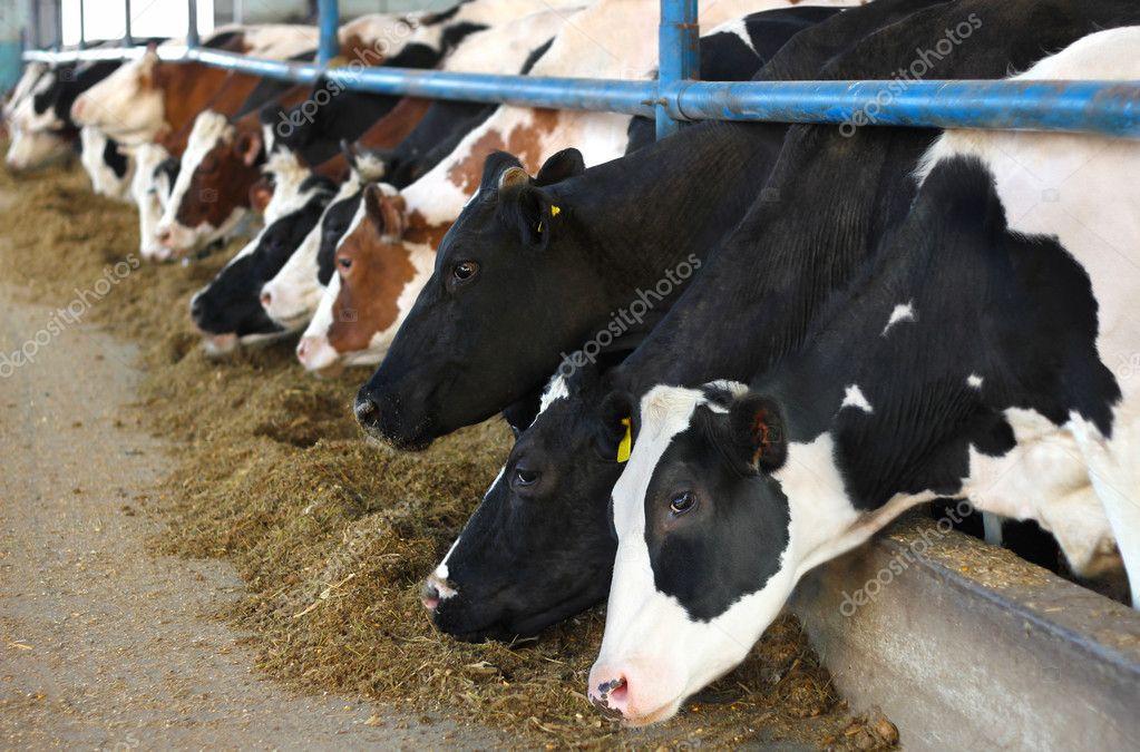 depositphotos_19771541-stock-photo-cows-on-farm