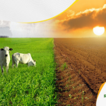 Grupo Raça Agro compra a rede de insumos pecuários Agroline