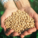 Sementes São Francisco do Pátria compra Auma Sementes